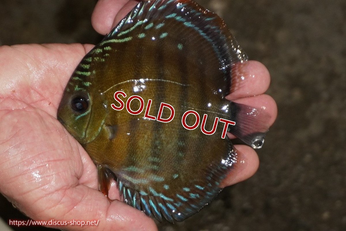 画像1: 【ワイルドディスカス】【通販】【３年ぶりの入荷】ラーゴクリペア レッド【個体販売】11-13cm（生体）クリペア産 (1)