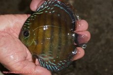 画像1: 【ワイルドディスカス】【通販】【３年ぶりの入荷】ラーゴクリペア レッド【個体販売】11-13cm（生体）クリペア産 (1)