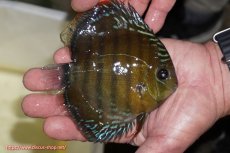 画像2: 【ワイルドディスカス】【通販】【３年ぶりの入荷】ラーゴクリペア レッド【個体販売】11-13cm（生体）クリペア産 (2)