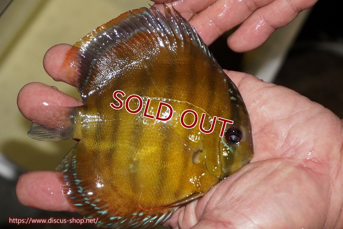 画像2: 【ワイルドディスカス】【通販】【３年ぶりの入荷】ラーゴクリペア レッド【個体販売】11-13cm（生体）クリペア産 (2)