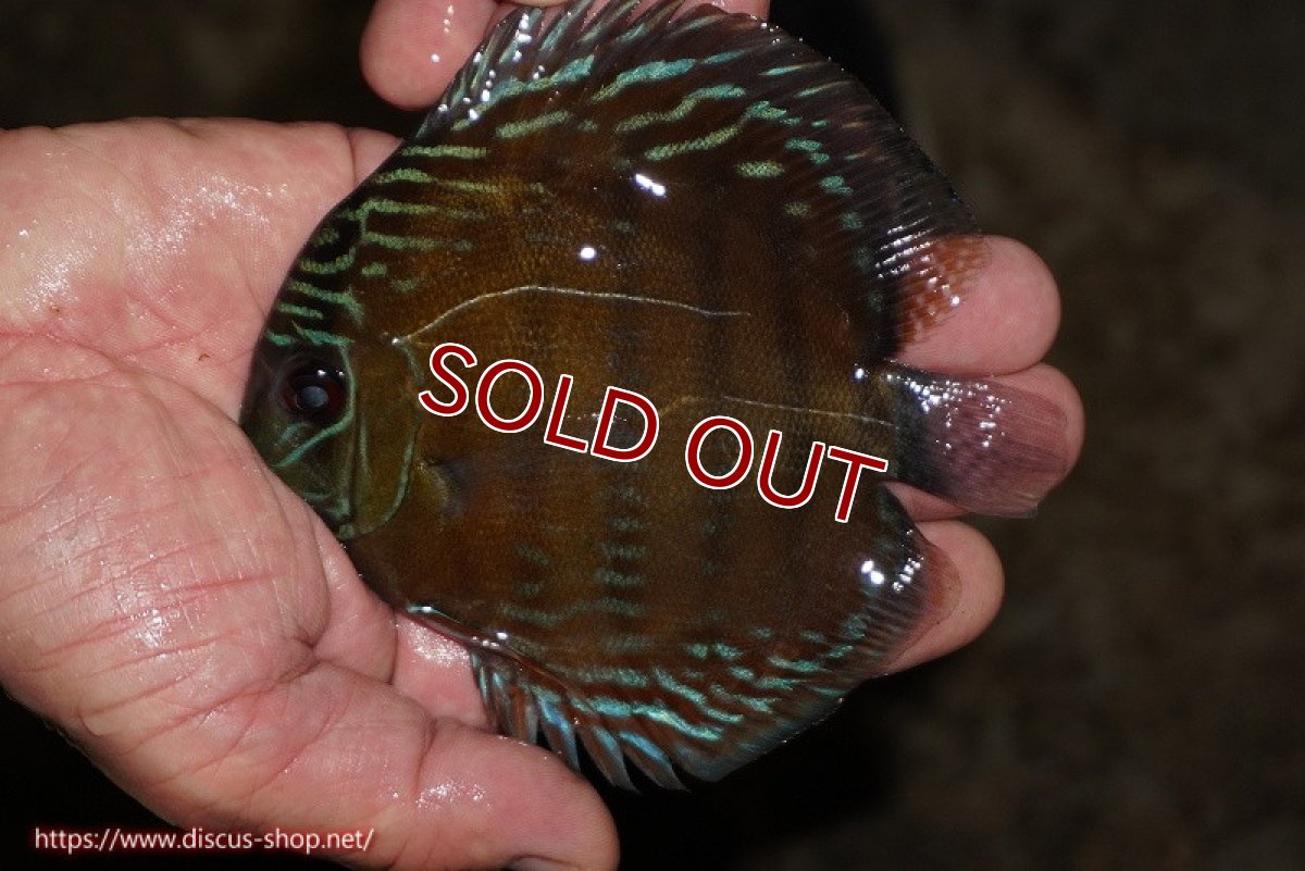 画像1: 【ワイルドディスカス】【通販】【３年ぶりの入荷】ラーゴクリペア レッド【個体販売】11-13cm（生体）クリペア産 (1)