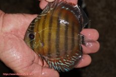 画像1: 【ワイルドディスカス】【通販】【３年ぶりの入荷】ラーゴクリペア レッド【個体販売】11-13cm（生体）クリペア産 (1)