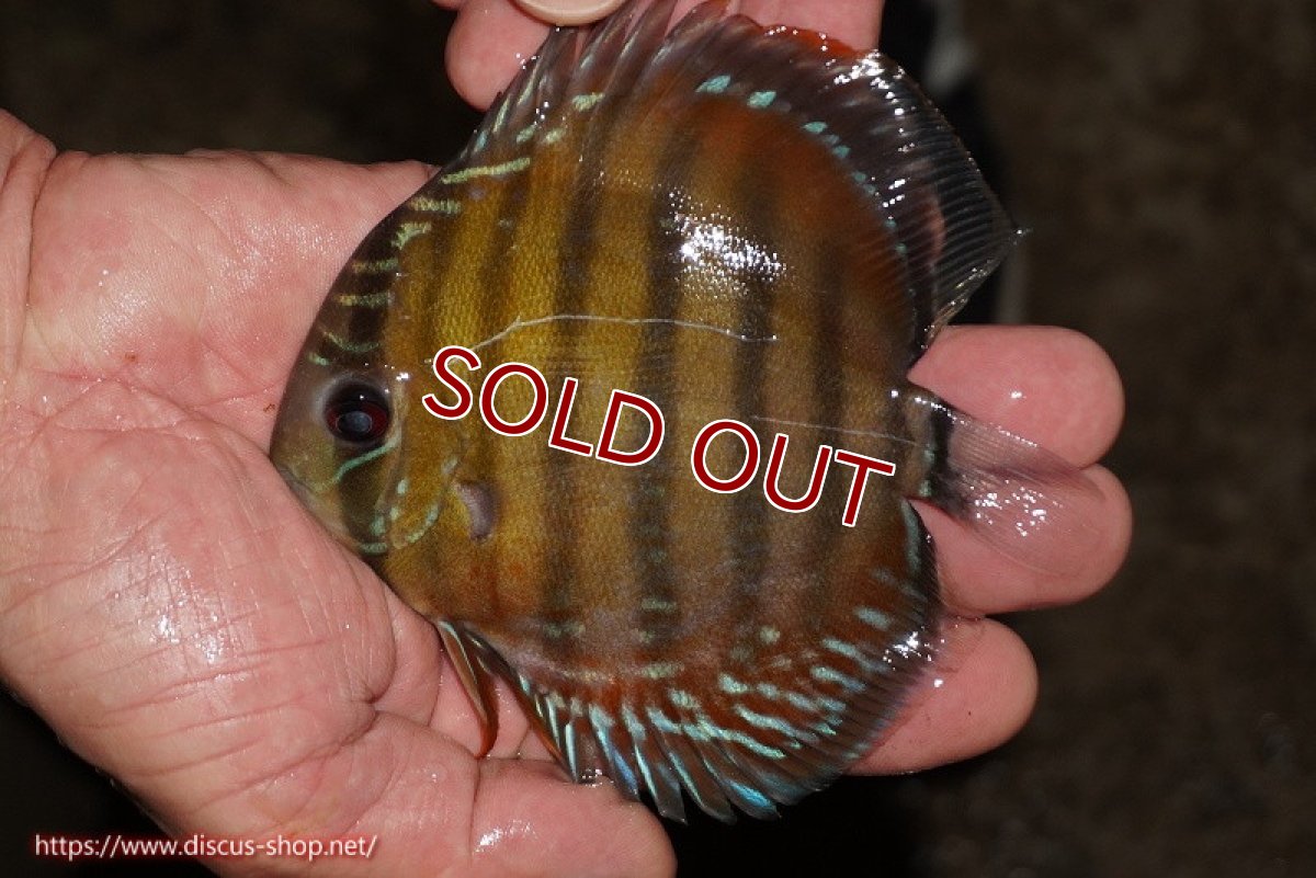画像2: 【ワイルドディスカス】【通販】【３年ぶりの入荷】ラーゴクリペア レッド【個体販売】11-13cm（生体）クリペア産 (2)