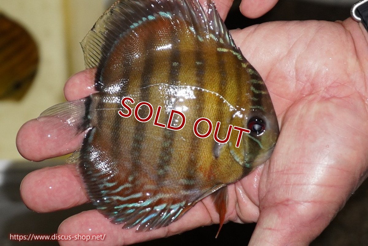 画像3: 【ワイルドディスカス】【通販】【３年ぶりの入荷】ラーゴクリペア レッド【個体販売】11-13cm（生体）クリペア産 (3)