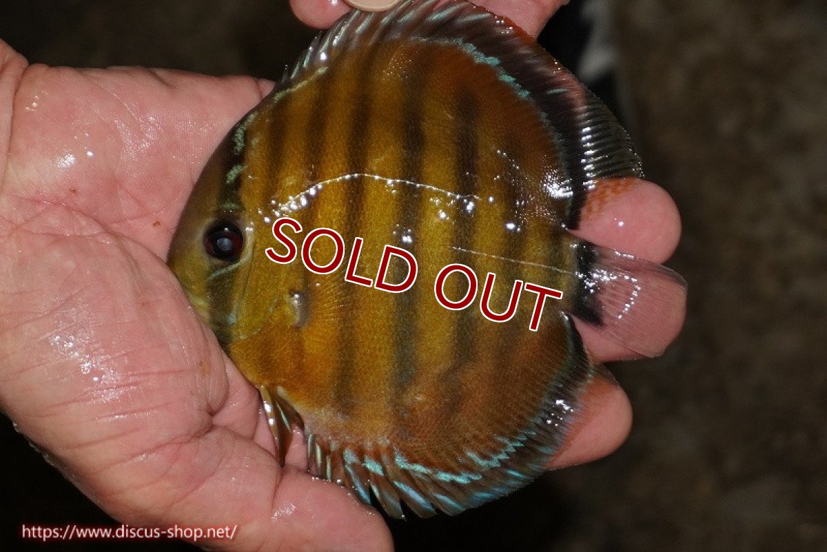画像1: 【ワイルドディスカス】【通販】【３年ぶりの入荷】ラーゴクリペア レッド【個体販売】11-13cm（生体）クリペア産 (1)