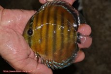 画像1: 【ワイルドディスカス】【通販】【３年ぶりの入荷】ラーゴクリペア レッド【個体販売】11-13cm（生体）クリペア産 (1)