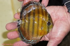 画像2: 【ワイルドディスカス】【通販】【３年ぶりの入荷】ラーゴクリペア レッド【個体販売】11-13cm（生体）クリペア産 (2)