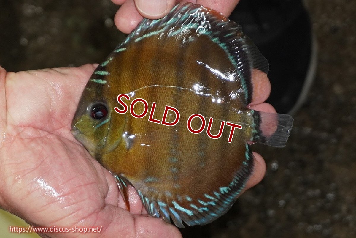 画像1: 【ワイルドディスカス】【通販】【３年ぶりの入荷】ラーゴクリペア レッド【個体販売】11-13cm（生体）クリペア産 (1)