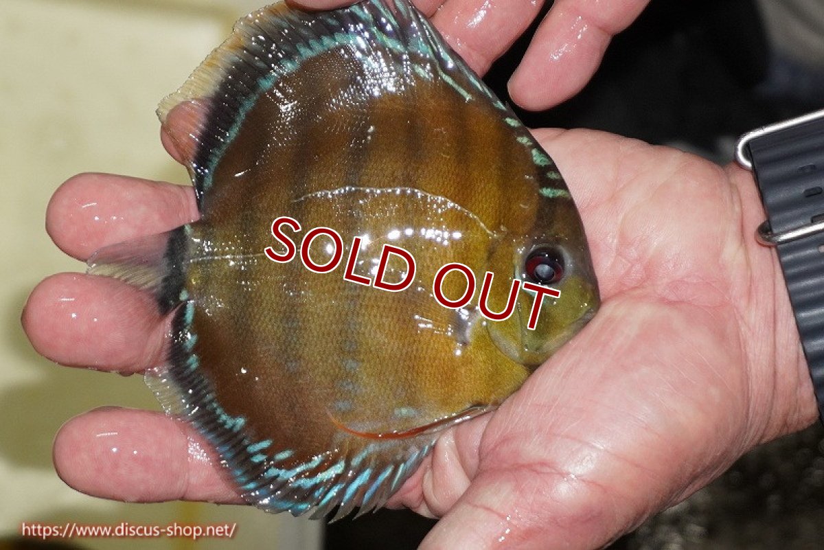 画像2: 【ワイルドディスカス】【通販】【３年ぶりの入荷】ラーゴクリペア レッド【個体販売】11-13cm（生体）クリペア産 (2)