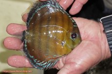 画像2: 【ワイルドディスカス】【通販】【３年ぶりの入荷】ラーゴクリペア レッド【個体販売】11-13cm（生体）クリペア産 (2)