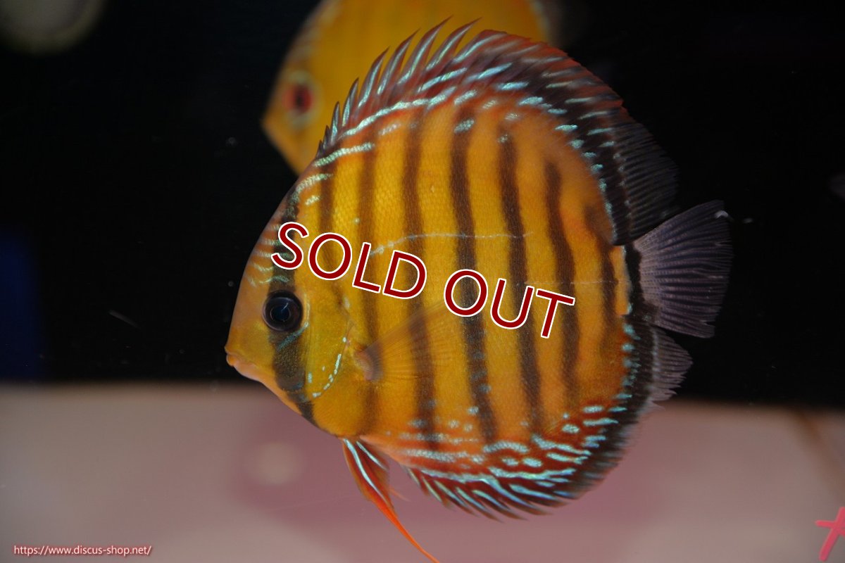 画像1: 【ワイルドディスカス】【通販】【３年ぶりの入荷】ラーゴクリペア レッド【個体販売】11-13cm（生体）クリペア産 (1)