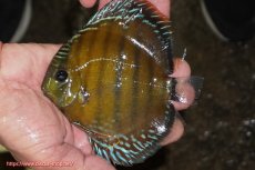 画像1: 【ワイルドディスカス】【通販】【３年ぶりの入荷】ラーゴクリペア レッド【個体販売】11-13cm（生体）クリペア産 (1)