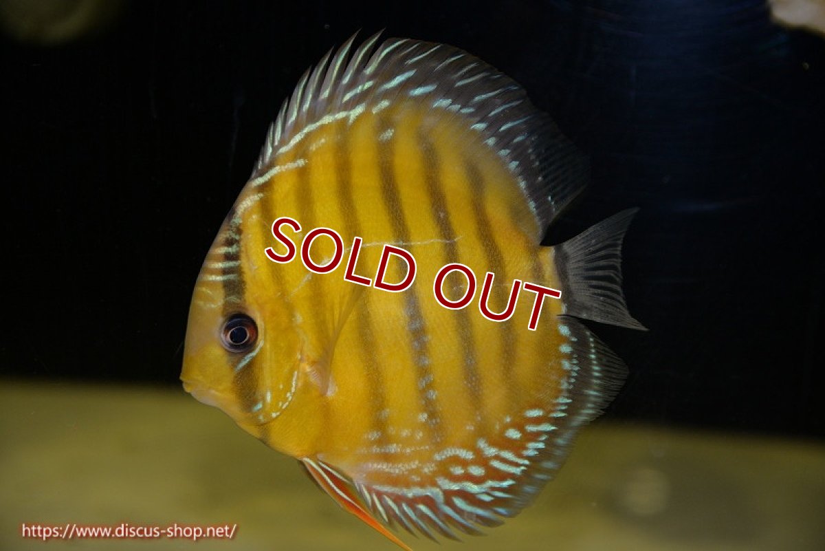 画像2: 【ワイルドディスカス】【通販】【３年ぶりの入荷】ラーゴクリペア レッド【個体販売】11-13cm（生体）クリペア産 (2)