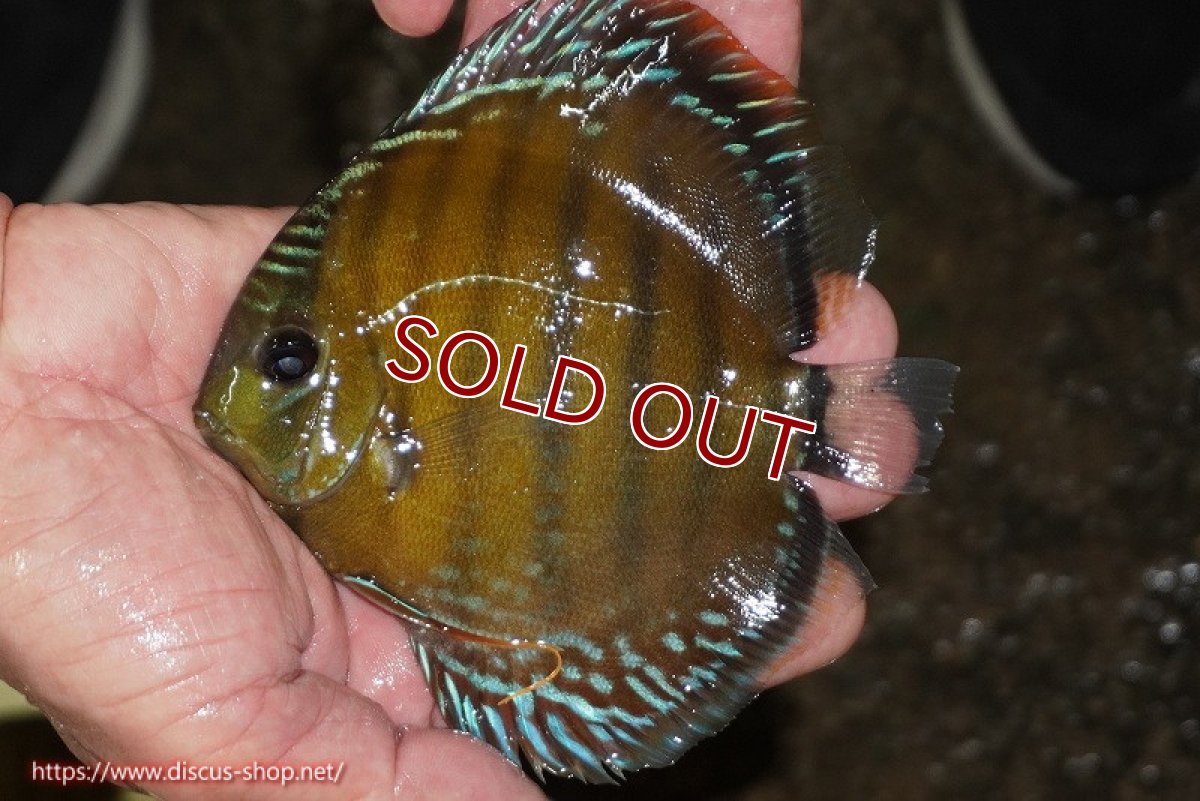 画像3: 【ワイルドディスカス】【通販】【３年ぶりの入荷】ラーゴクリペア レッド【個体販売】11-13cm（生体）クリペア産 (3)