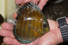 画像4: 【ワイルドディスカス】【通販】【３年ぶりの入荷】ラーゴクリペア レッド【個体販売】11-13cm（生体）クリペア産 (4)