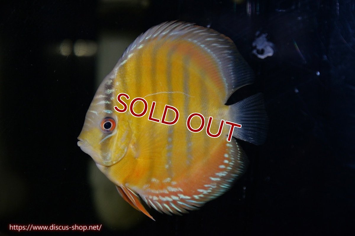 画像1: 【ワイルドディスカス】【通販】【３年ぶりの入荷】ラーゴクリペア レッド【個体販売】11-13cm（生体）クリペア産 (1)