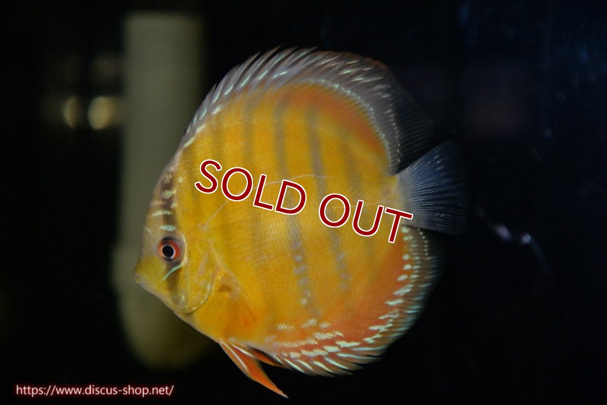 画像2: 【ワイルドディスカス】【通販】【３年ぶりの入荷】ラーゴクリペア レッド【個体販売】11-13cm（生体）クリペア産 (2)