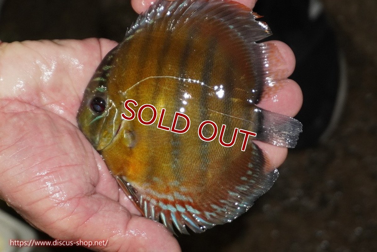 画像3: 【ワイルドディスカス】【通販】【３年ぶりの入荷】ラーゴクリペア レッド【個体販売】11-13cm（生体）クリペア産 (3)