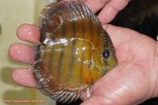 画像4: 【ワイルドディスカス】【通販】【３年ぶりの入荷】ラーゴクリペア レッド【個体販売】11-13cm（生体）クリペア産 (4)