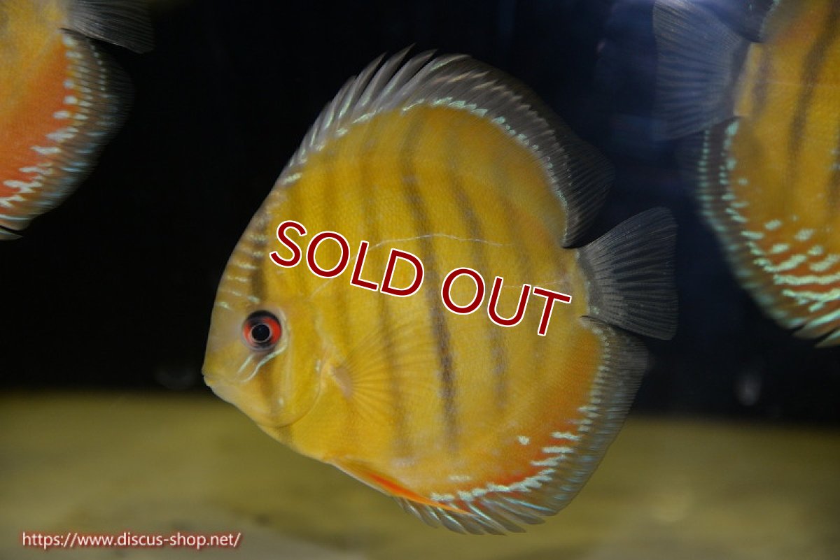 画像1: 【ワイルドディスカス】【通販】【３年ぶりの入荷】ラーゴクリペア レッド【個体販売】11-13cm（生体）クリペア産 (1)