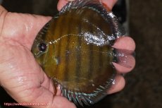 画像1: 【ワイルドディスカス】【通販】【３年ぶりの入荷】ラーゴクリペア レッド【個体販売】11-13cm（生体）クリペア産 (1)