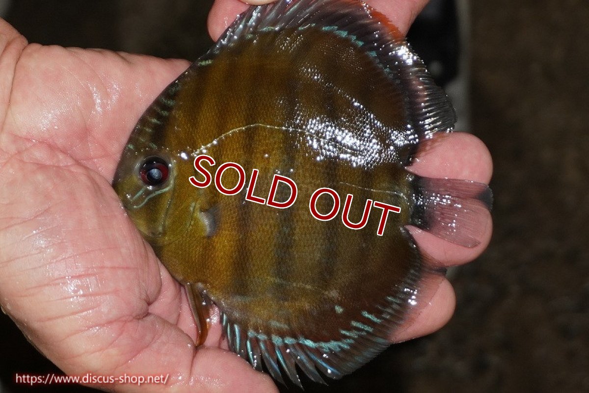 画像2: 【ワイルドディスカス】【通販】【３年ぶりの入荷】ラーゴクリペア レッド【個体販売】11-13cm（生体）クリペア産 (2)