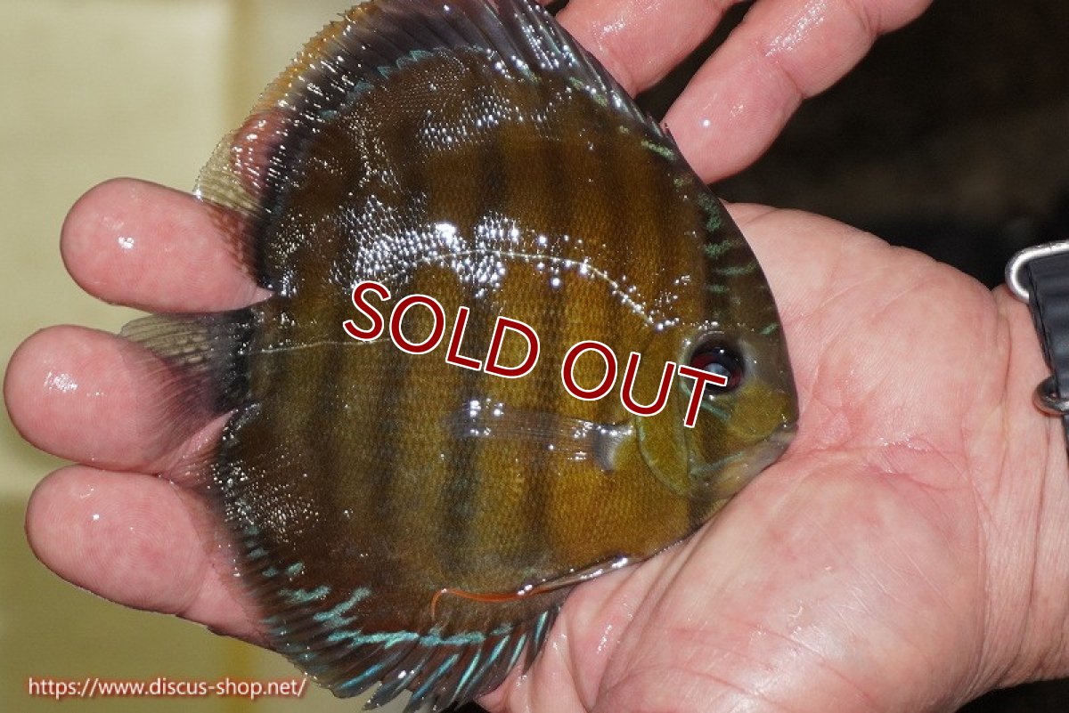 画像3: 【ワイルドディスカス】【通販】【３年ぶりの入荷】ラーゴクリペア レッド【個体販売】11-13cm（生体）クリペア産 (3)