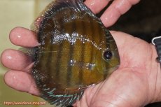 画像3: 【ワイルドディスカス】【通販】【３年ぶりの入荷】ラーゴクリペア レッド【個体販売】11-13cm（生体）クリペア産 (3)