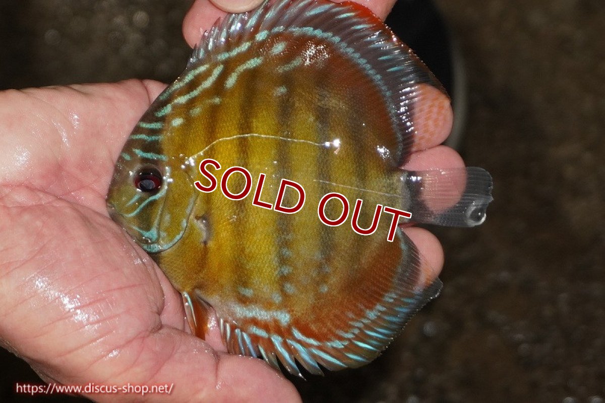 画像1: 【ワイルドディスカス】【通販】【３年ぶりの入荷】ラーゴクリペア レッド【個体販売】11-13cm（生体）クリペア産 (1)