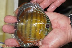 画像2: 【ワイルドディスカス】【通販】【３年ぶりの入荷】ラーゴクリペア レッド【個体販売】11-13cm（生体）クリペア産 (2)