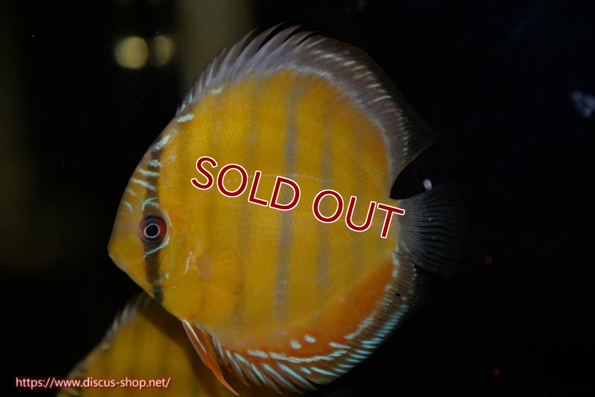 画像1: 【ワイルドディスカス】【通販】【３年ぶりの入荷】ラーゴクリペア スーパーレッド【個体販売】12-13cm（生体）クリペア産 (1)