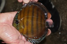 画像2: 【ワイルドディスカス】【通販】【３年ぶりの入荷】ラーゴクリペア スーパーレッド【個体販売】12-13cm（生体）クリペア産 (2)