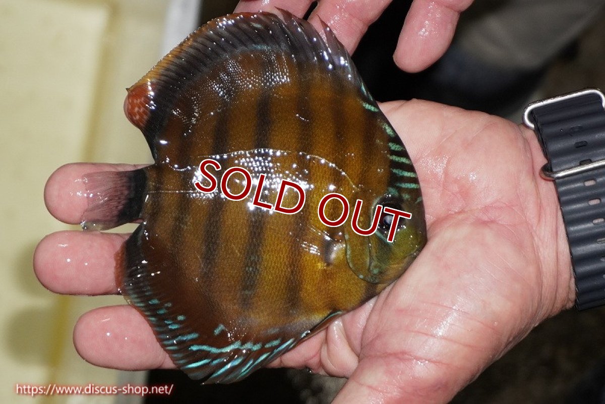画像3: 【ワイルドディスカス】【通販】【３年ぶりの入荷】ラーゴクリペア スーパーレッド【個体販売】12-13cm（生体）クリペア産 (3)