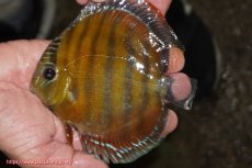 画像1: 【ワイルドディスカス】【通販】【３年ぶりの入荷】ラーゴクリペア スーパーレッド【個体販売】12-13cm（生体）クリペア産 (1)