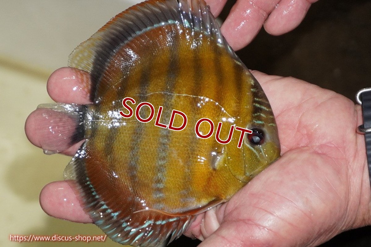 画像2: 【ワイルドディスカス】【通販】【３年ぶりの入荷】ラーゴクリペア スーパーレッド【個体販売】12-13cm（生体）クリペア産 (2)