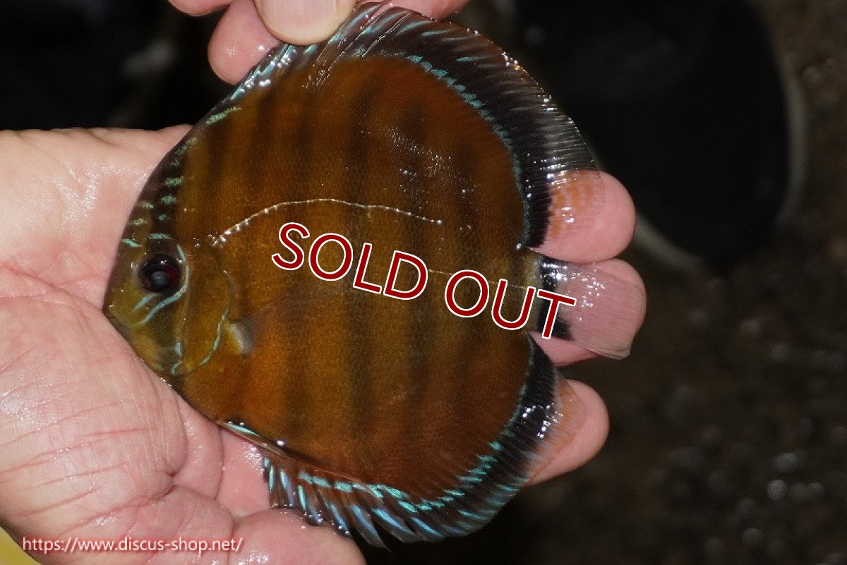 画像1: 【ワイルドディスカス】【通販】【３年ぶりの入荷】ラーゴクリペア スーパーレッド【個体販売】12-13cm（生体）クリペア産 (1)