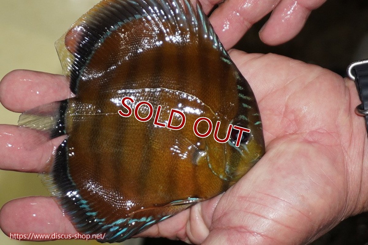 画像2: 【ワイルドディスカス】【通販】【３年ぶりの入荷】ラーゴクリペア スーパーレッド【個体販売】12-13cm（生体）クリペア産 (2)