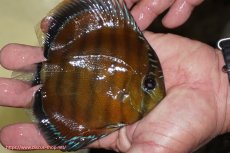 画像2: 【ワイルドディスカス】【通販】【３年ぶりの入荷】ラーゴクリペア スーパーレッド【個体販売】12-13cm（生体）クリペア産 (2)