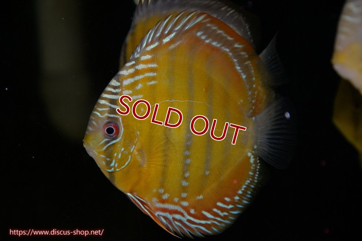 画像1: 【ワイルドディスカス】【通販】【３年ぶりの入荷】ラーゴクリペア スーパーレッド【個体販売】12-13cm（生体）クリペア産 (1)