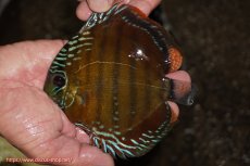 画像1: 【ワイルドディスカス】【通販】【３年ぶりの入荷】ラーゴクリペア スーパーレッド【個体販売】12-13cm（生体）クリペア産 (1)