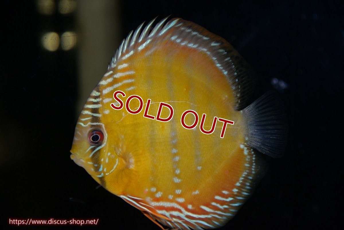 画像2: 【ワイルドディスカス】【通販】【３年ぶりの入荷】ラーゴクリペア スーパーレッド【個体販売】12-13cm（生体）クリペア産 (2)