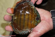 画像4: 【ワイルドディスカス】【通販】【３年ぶりの入荷】ラーゴクリペア スーパーレッド【個体販売】12-13cm（生体）クリペア産 (4)