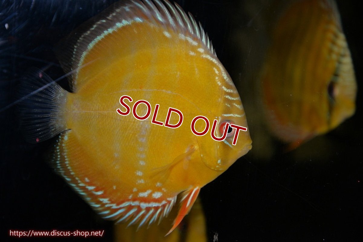 画像2: 【ワイルドディスカス】【通販】【３年ぶりの入荷】ラーゴクリペア スーパーレッド【個体販売】12-13cm（生体）クリペア産 (2)