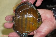 画像4: 【ワイルドディスカス】【通販】【３年ぶりの入荷】ラーゴクリペア スーパーレッド【個体販売】12-13cm（生体）クリペア産 (4)