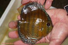 画像3: 【ワイルドディスカス】【通販】【３年ぶりの入荷】ラーゴクリペア スーパーレッド【個体販売】12-13cm（生体）クリペア産 (3)