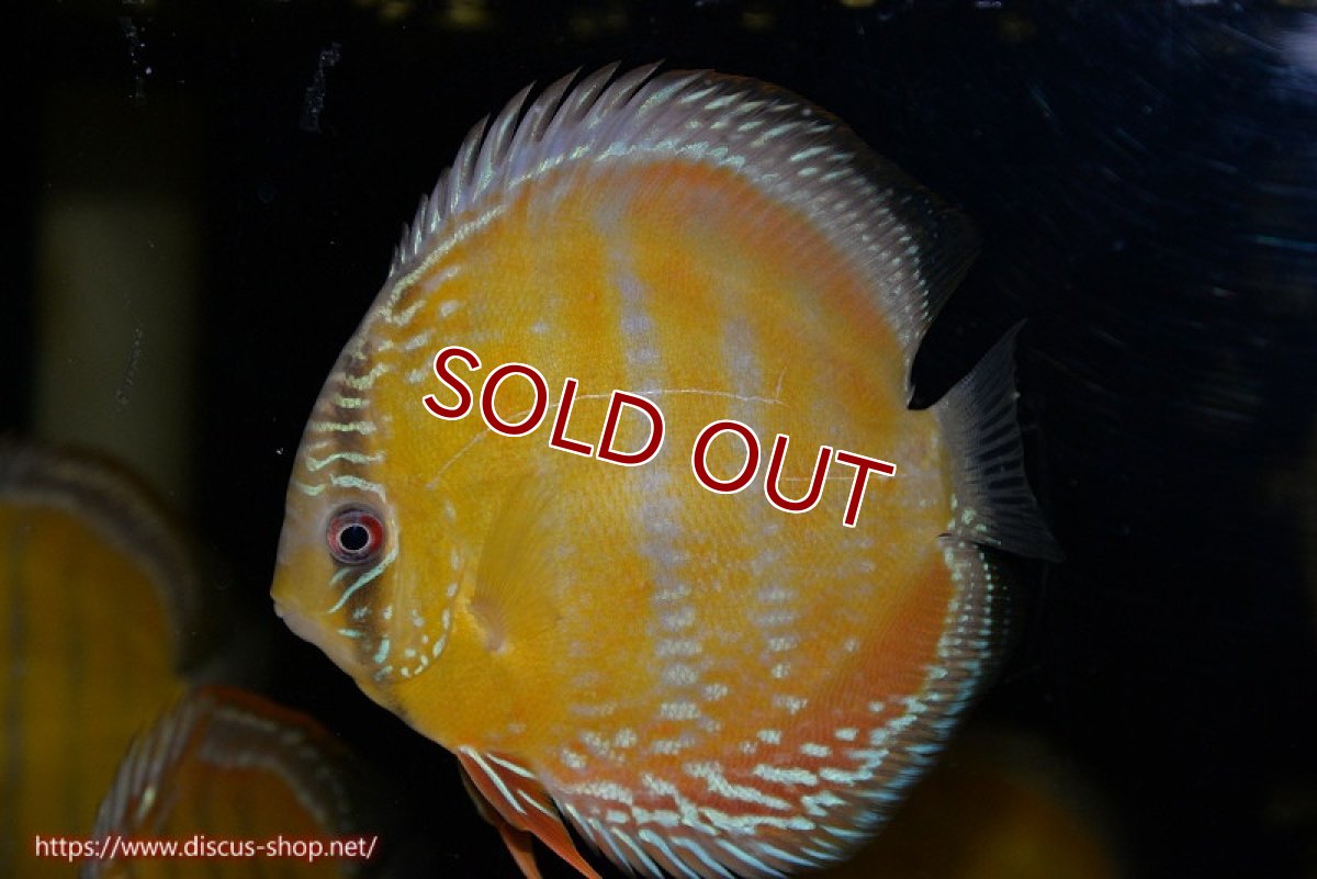 画像1: 【ワイルドディスカス】【通販】【３年ぶりの入荷】ラーゴクリペア スーパーレッド【個体販売】12-13cm（生体）クリペア産 (1)