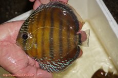 画像1: 【ワイルドディスカス】【通販】【３年ぶりの入荷】ラーゴクリペア スーパーレッド【個体販売】12-13cm（生体）クリペア産 (1)