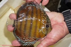 画像3: 【ワイルドディスカス】【通販】【３年ぶりの入荷】ラーゴクリペア スーパーレッド【個体販売】12-13cm（生体）クリペア産 (3)