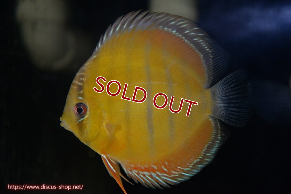 画像1: 【ワイルドディスカス】【通販】【３年ぶりの入荷】ラーゴクリペア スーパーレッド【個体販売】12-13cm（生体）クリペア産 (1)