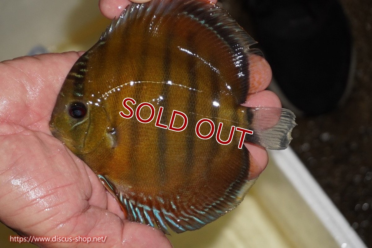 画像2: 【ワイルドディスカス】【通販】【３年ぶりの入荷】ラーゴクリペア スーパーレッド【個体販売】12-13cm（生体）クリペア産 (2)